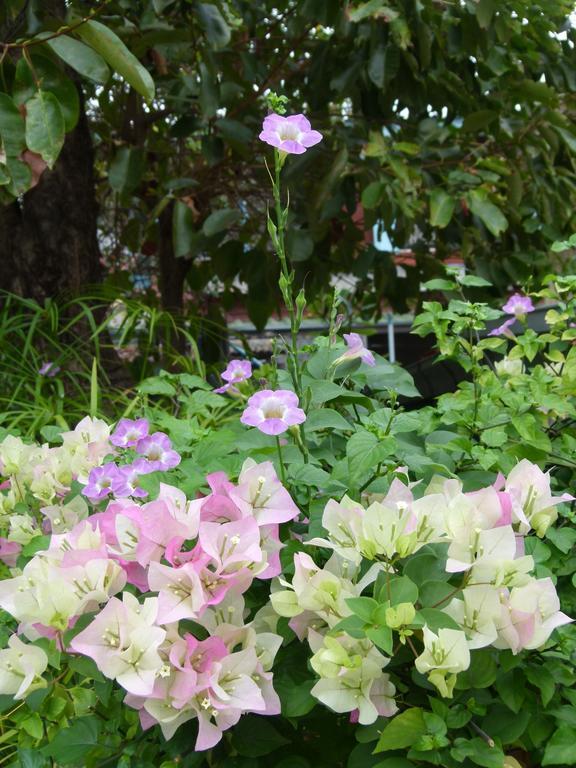 Ban Boonchu Bed & Breakfast Ayutthaya Eksteriør bilde